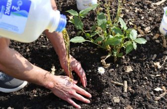Peut-on jeter l'huile de friture dans le jardin ? voici pourquoi il ne faut pas !