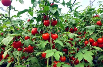 Combien de pieds de tomates planter dans une serre de 6m² : guide du jardinier