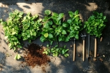 Quelles plantes n&rsquo;aiment pas le marc de café ? Liste 2026