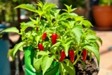 Où trouver plants de Piment d&rsquo;Espelette ? Bonnes Adresses
