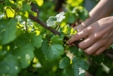 Quand tailler vigne grimpante ? Astuces & Guide complet