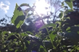 Thés et infusions de l’après-midi : Les marier avec une planche gourmande