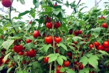 Combien de Pieds de Tomates dans une Serre de 6m2 ? Guide